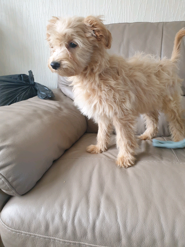 gumtree poodle cross